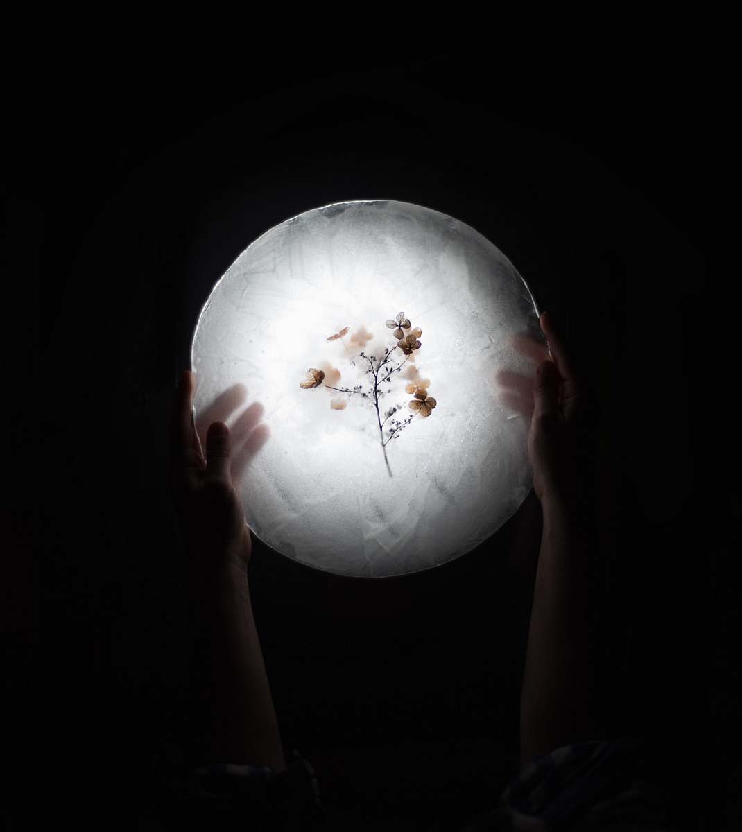 hand person holding a preserve flower holding