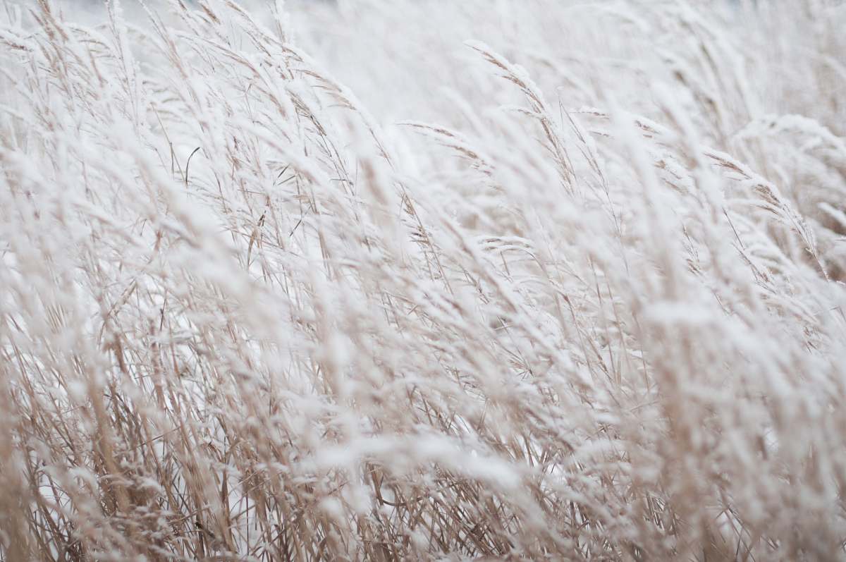 grey photography of white grass field grass