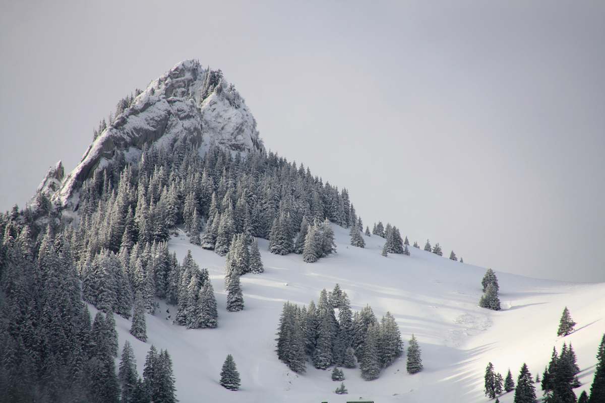 grey pine trees on mountain with white snow during daytime trees