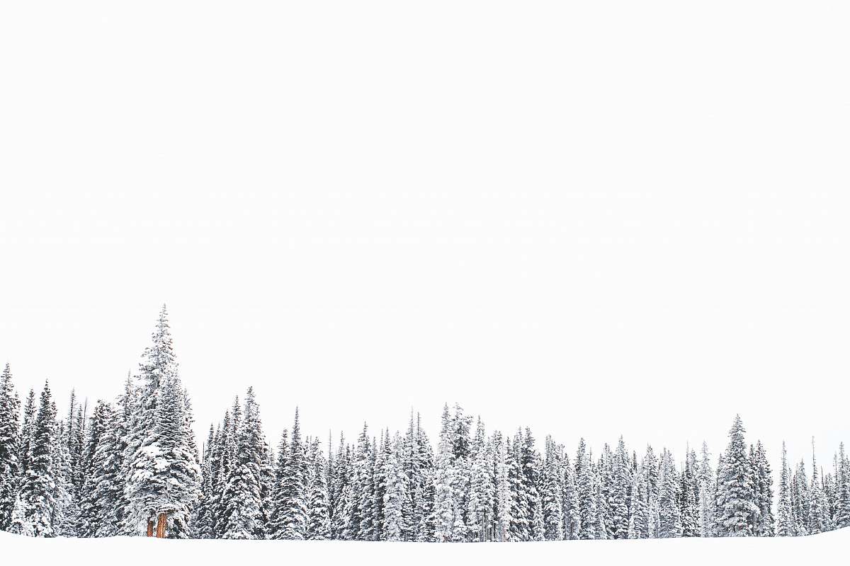 winter pine trees on snowfield tree