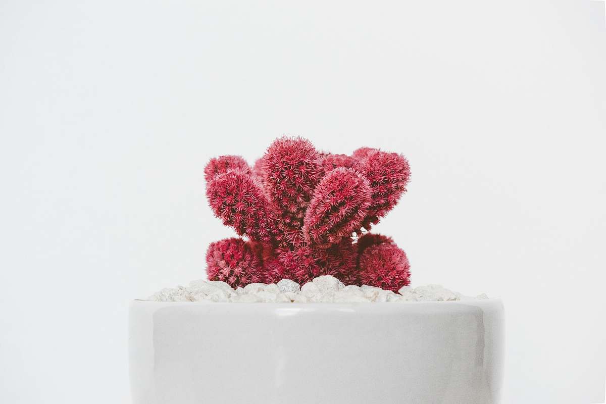 plant red cactus plant on white ceramic pot cactus