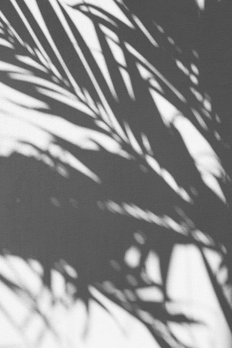 black-and-white silhouette of palm tree texture