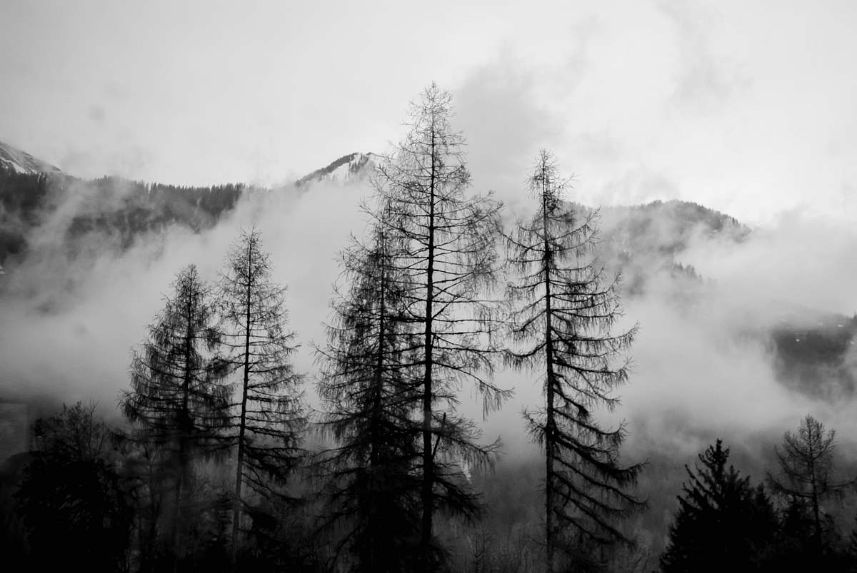 black-and-white silhouette of trees with smoke black
