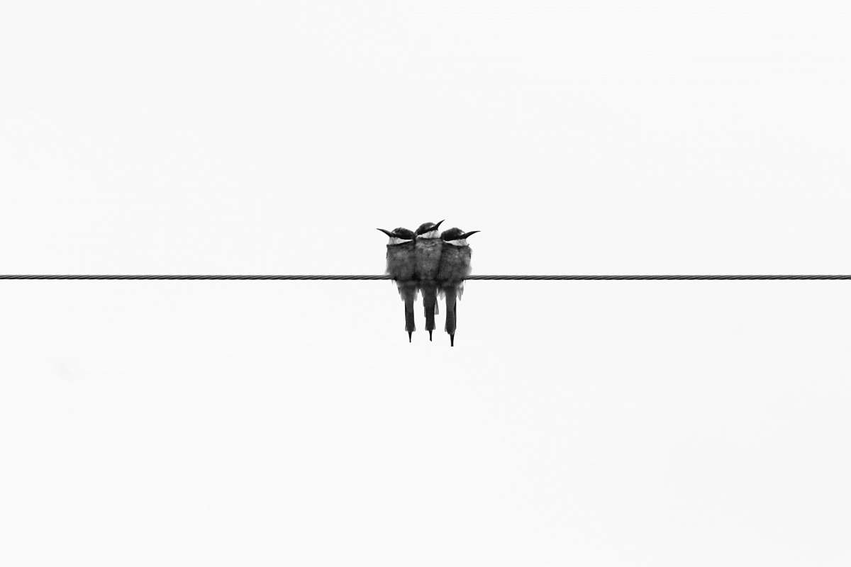 black-and-white three gray kingfisher birds animal