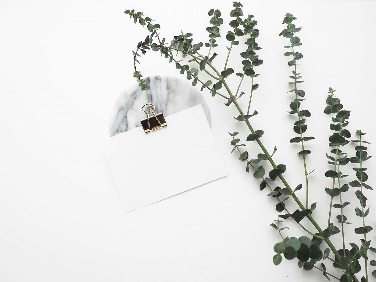 minimal white card with paper clip near plant plant