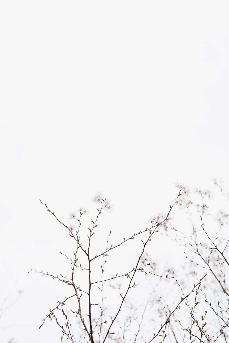 black-and-white white cherry blossoms under white sky at dayime flower