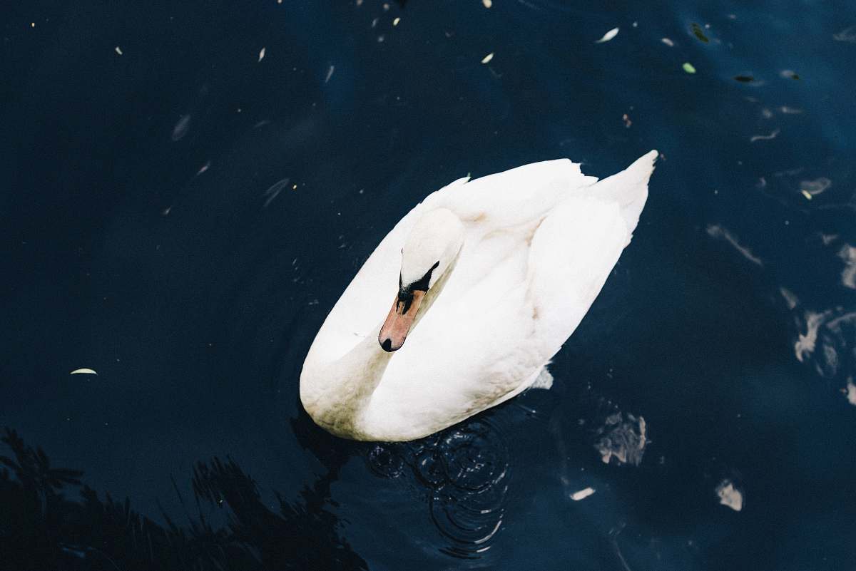 bird white duck on body of water swan