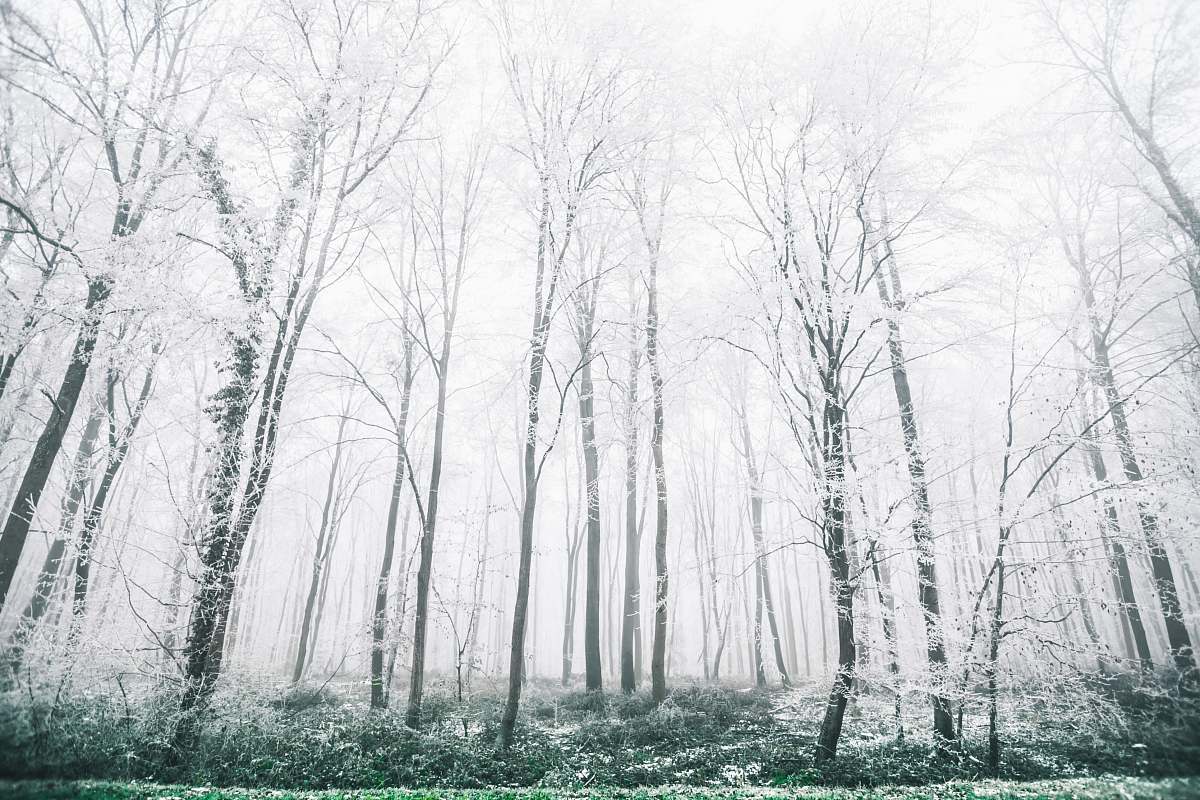 tree white forest view forest