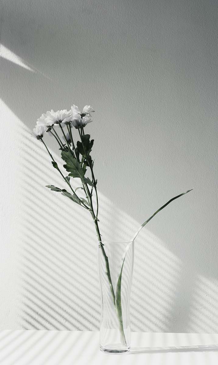 plant white petaled flower centerpiece flower