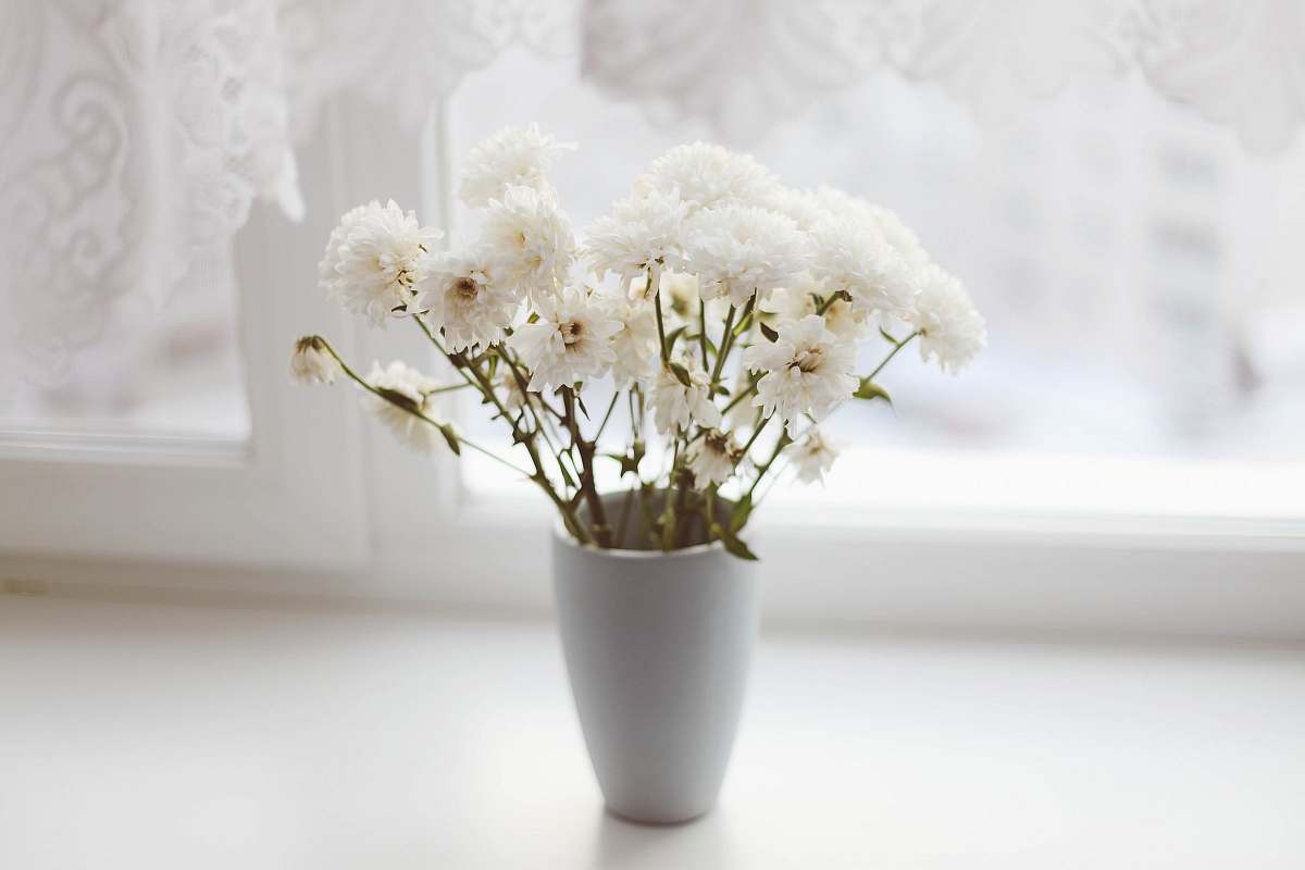 plant white petaled flower in vase flower