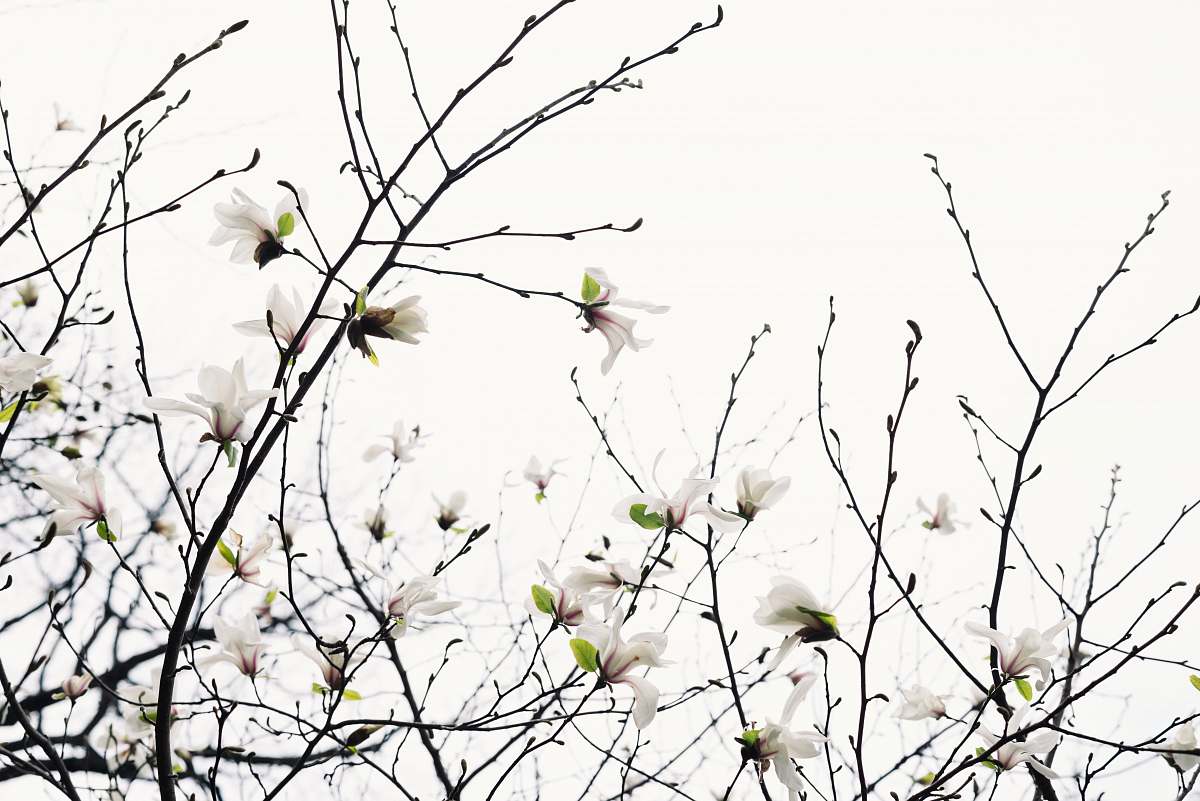 blossom white petaled flowers in bloom twig