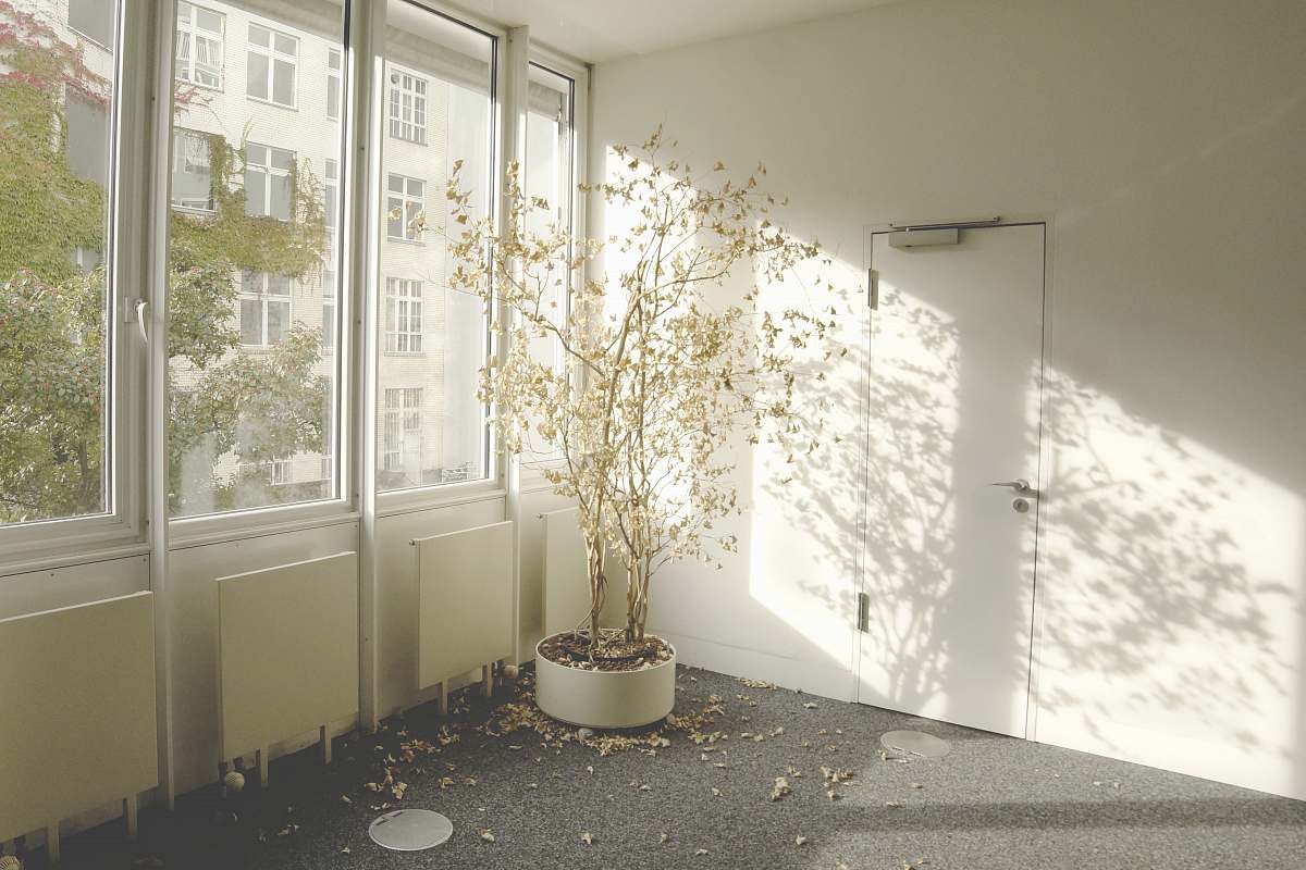 tree gray tree near the glass window room
