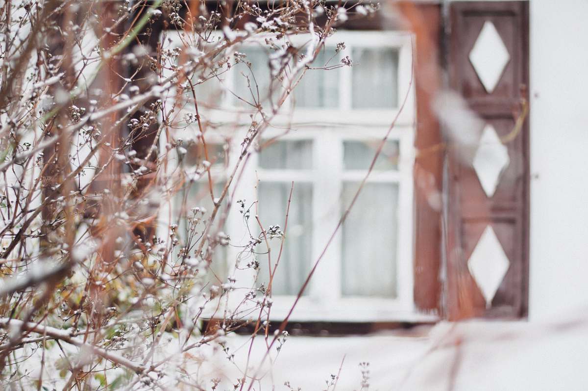 tree snow covered plant in front of white and brown window shutter