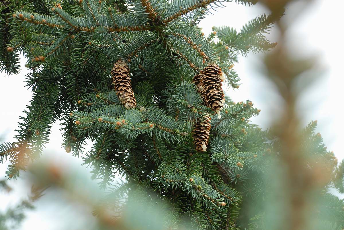 tree depth photography of pine tree with pine cones conifer