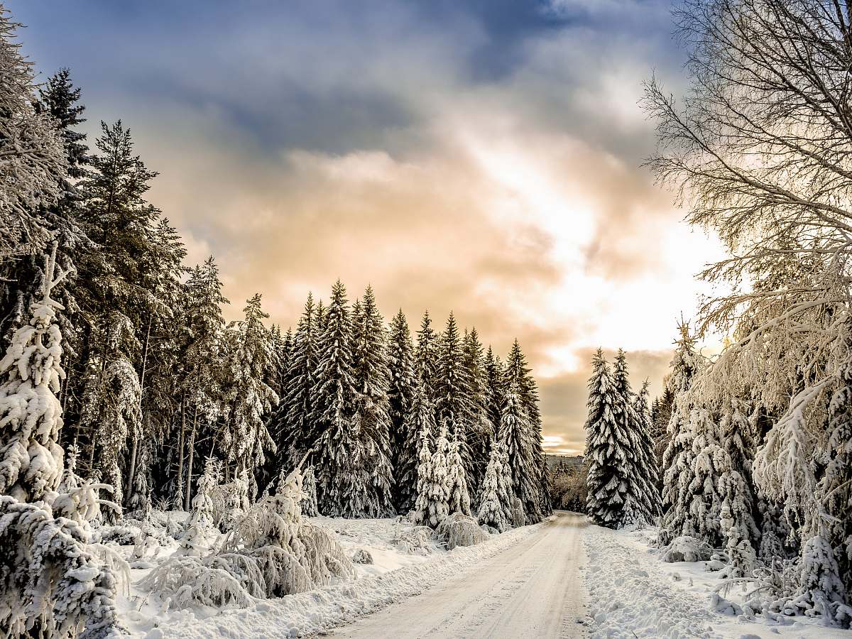 sweden road in between trees covered by snow snow