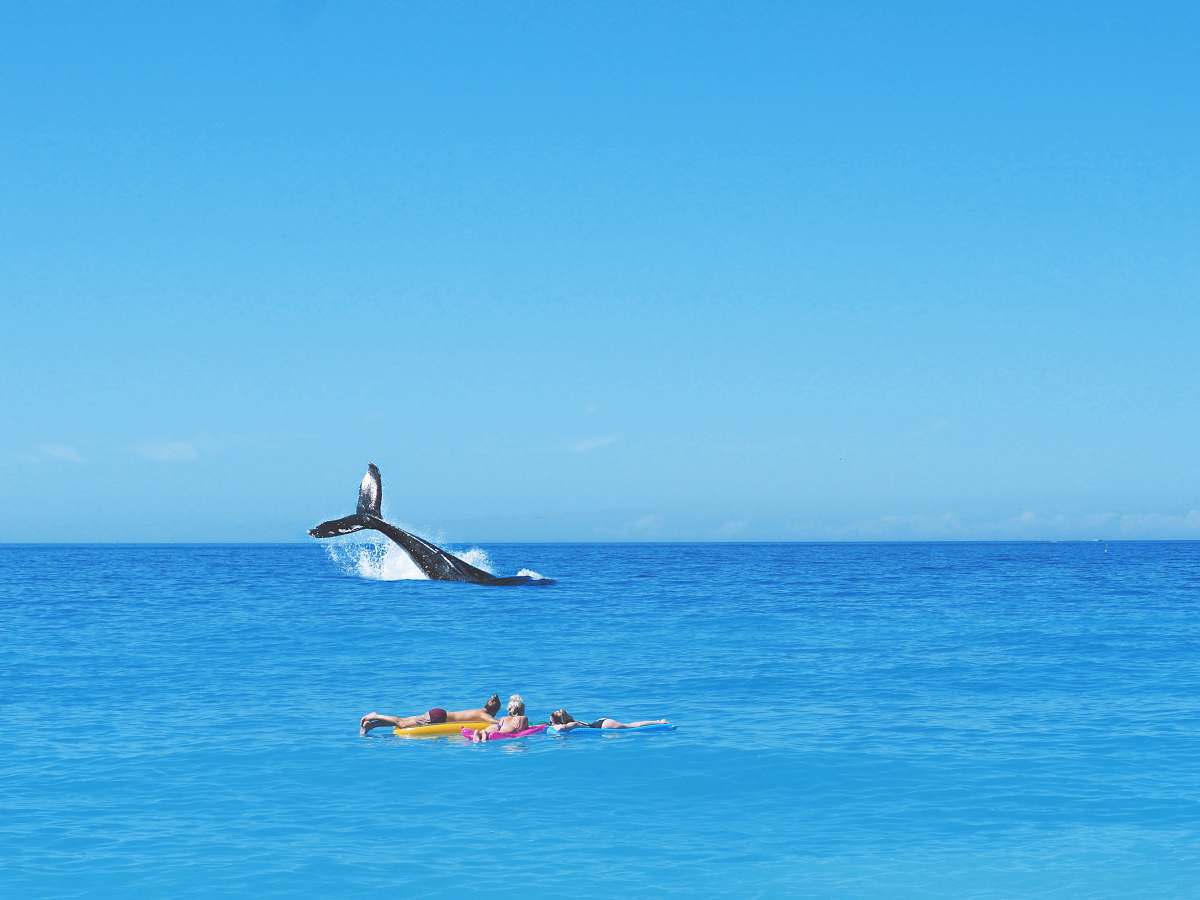  three person watching whale on beach 