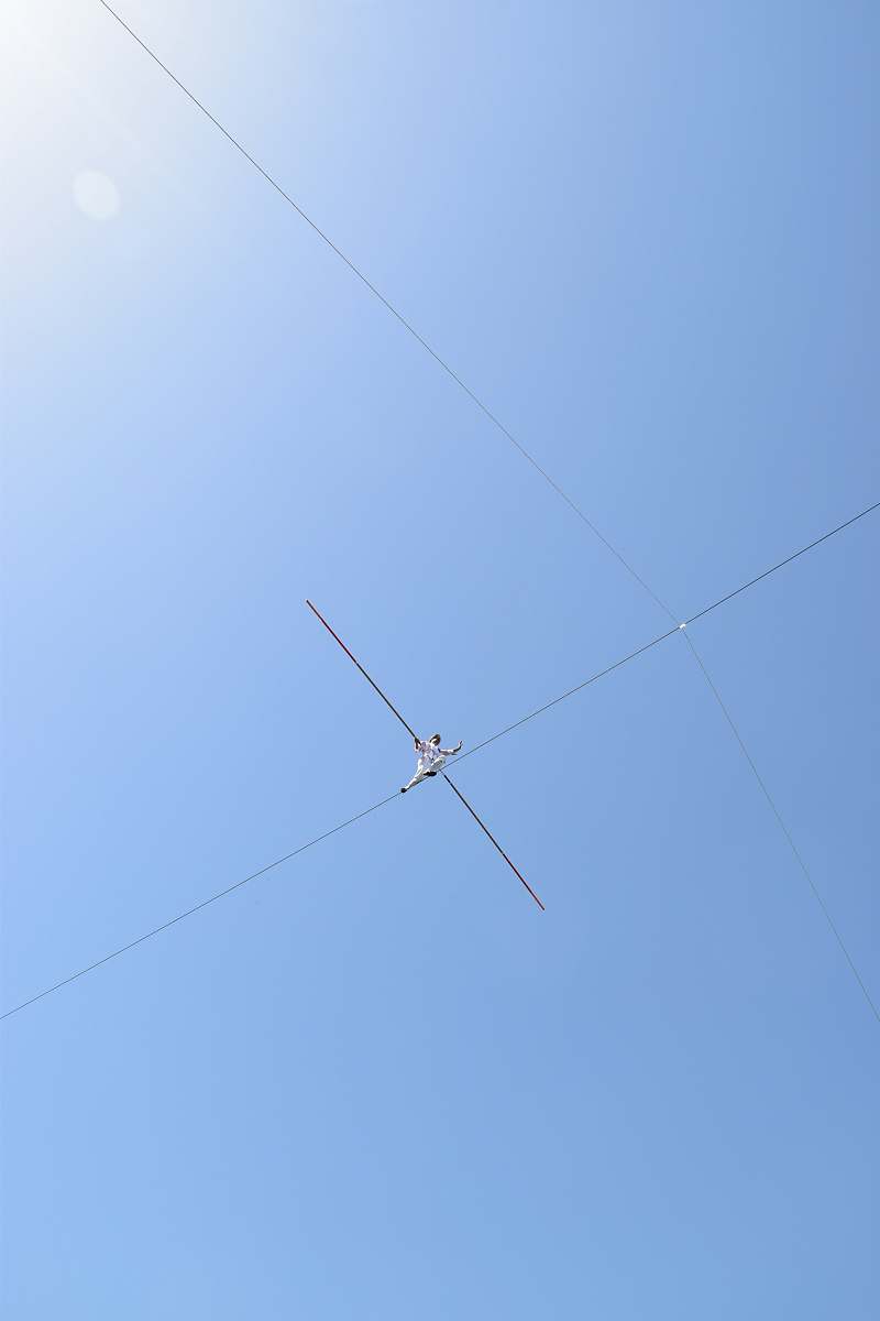 bird gray wire flying