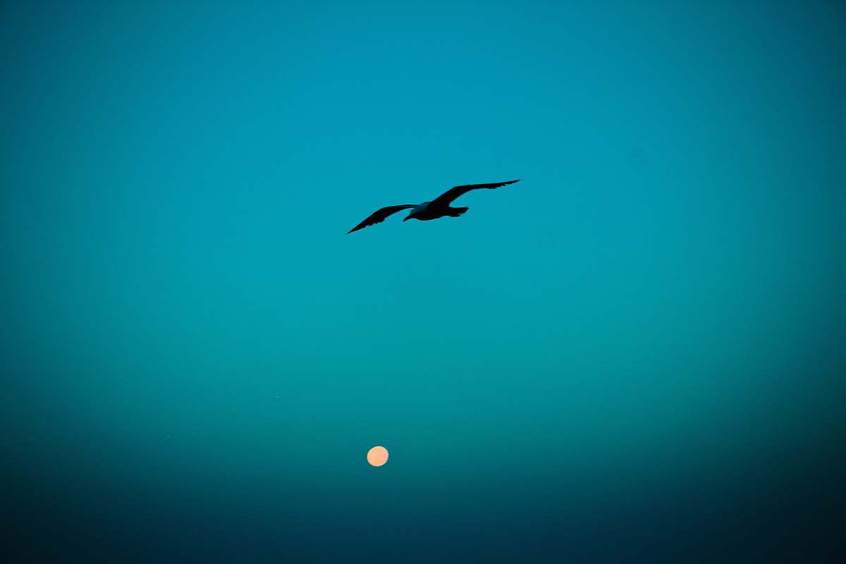 bird silhouette of flying bird flying