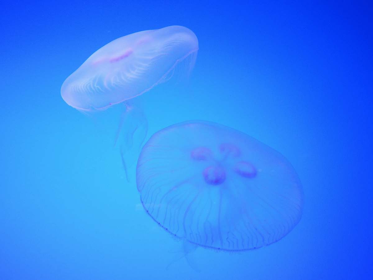 blue two clear jellyfish sea life