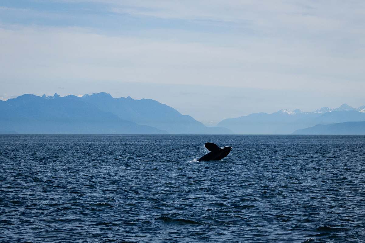 animal  sea life