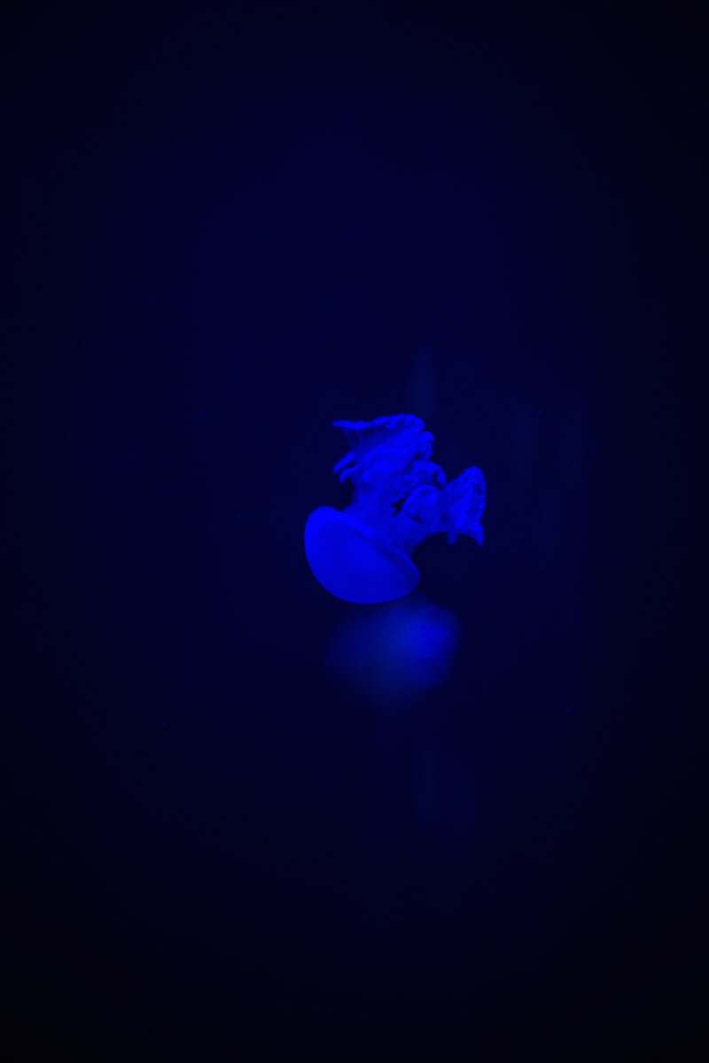 jellyfish  animal