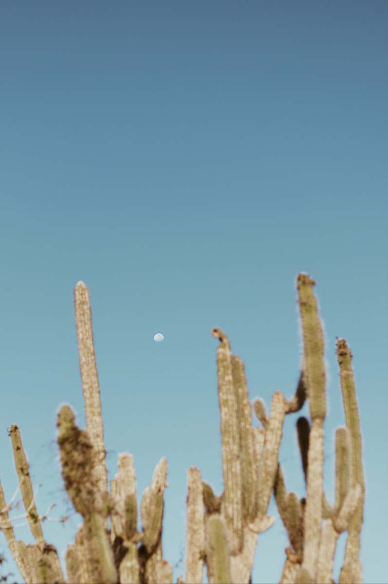 plant  cactus