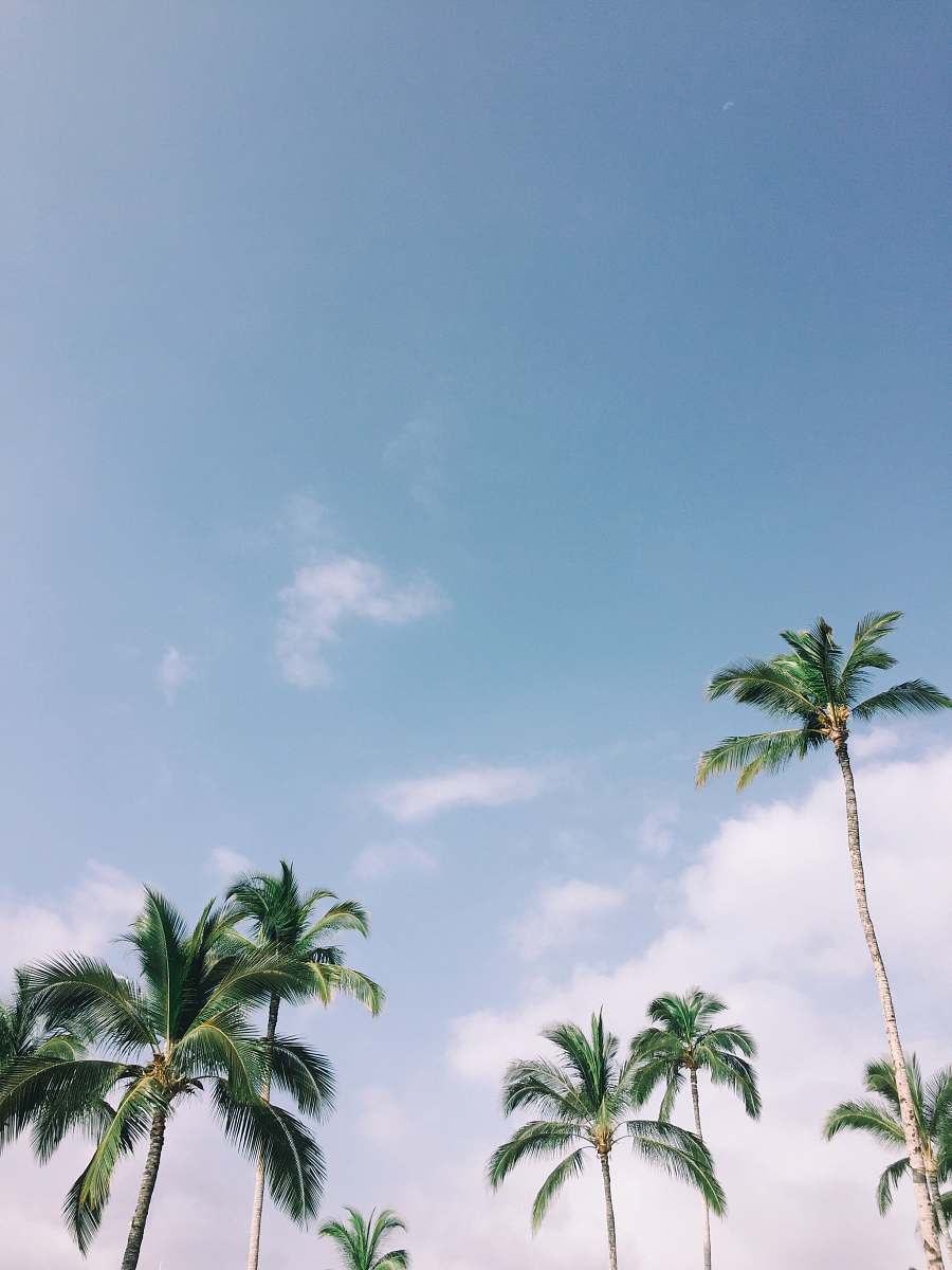 summer  arecaceae