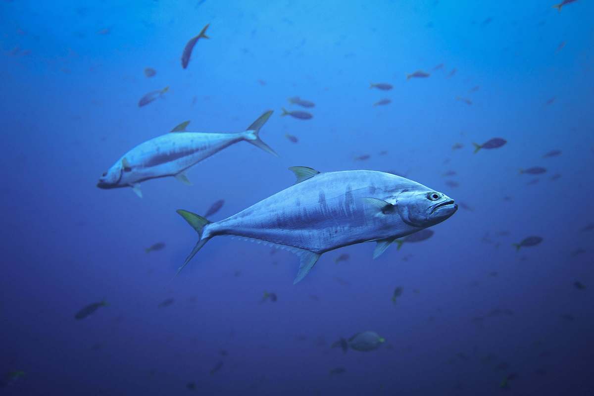 water a school of fishes fish