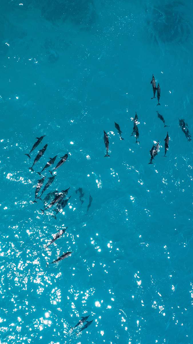 maldives aerial photography of black dolphins sea