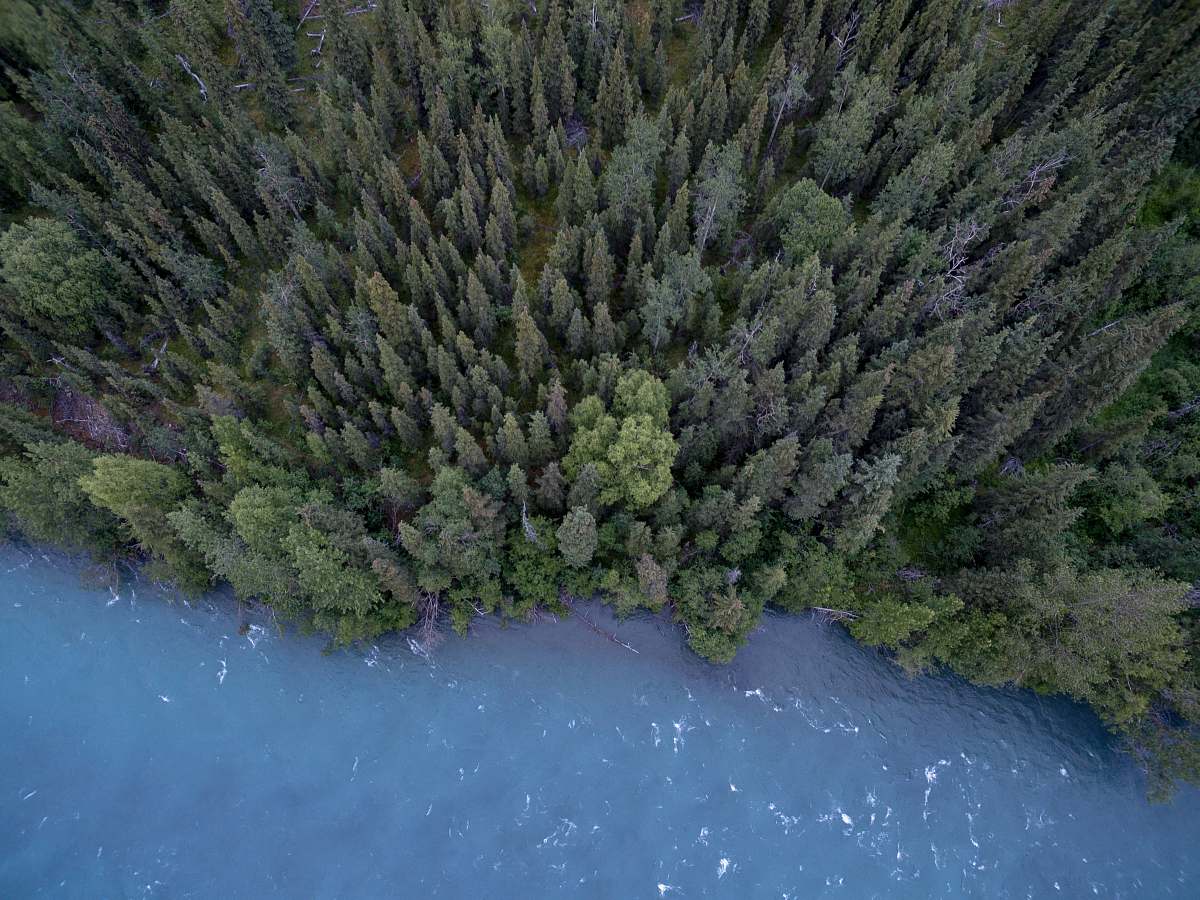 tree aerial photography of trees and body of water trees