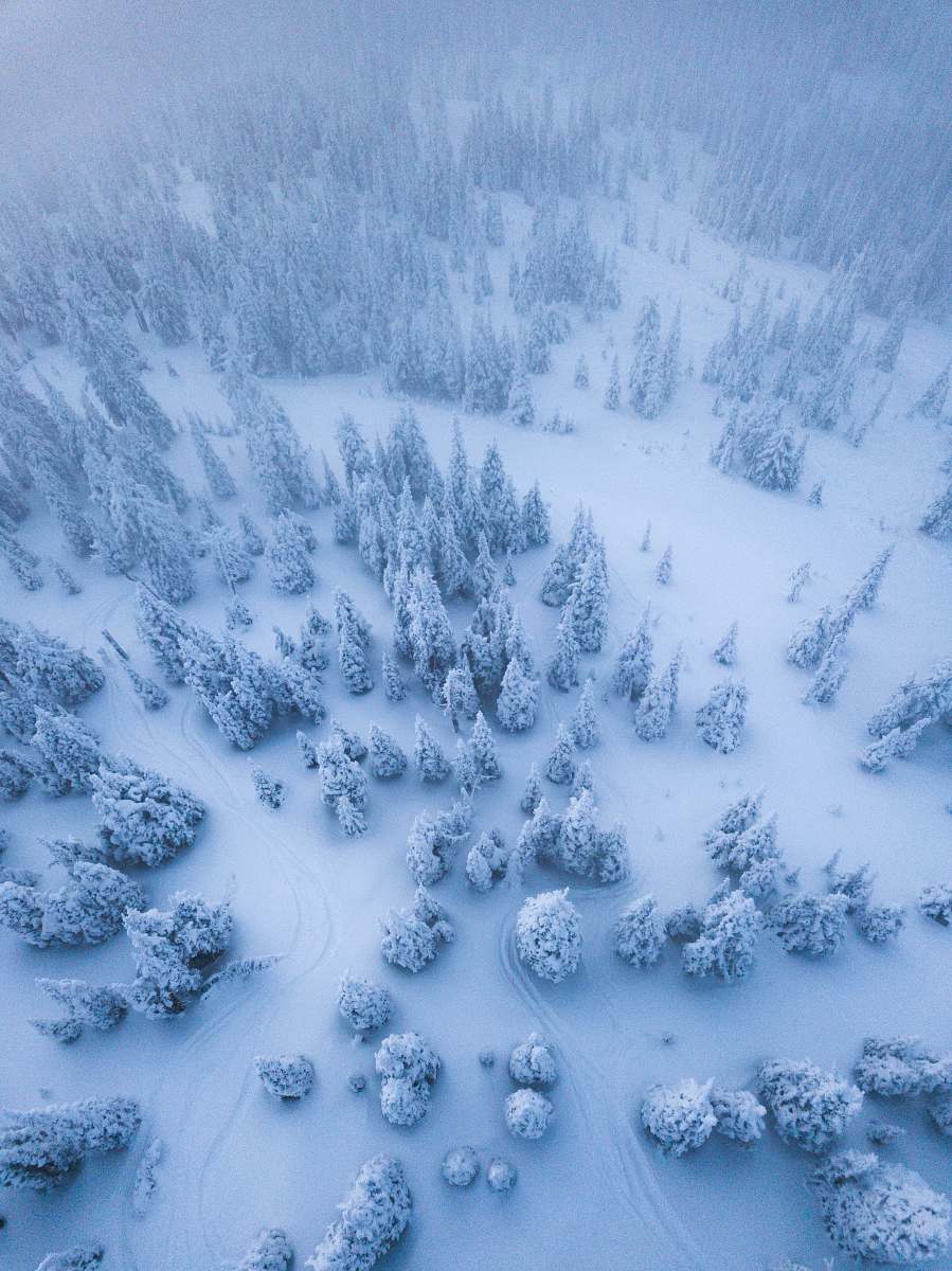 winter aerial view of trees covered with snow whitefish