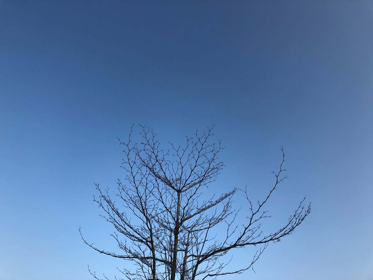 plant bare tree tree