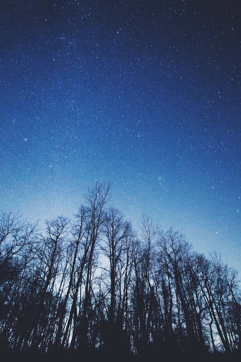 sky bare trees during nighttime night