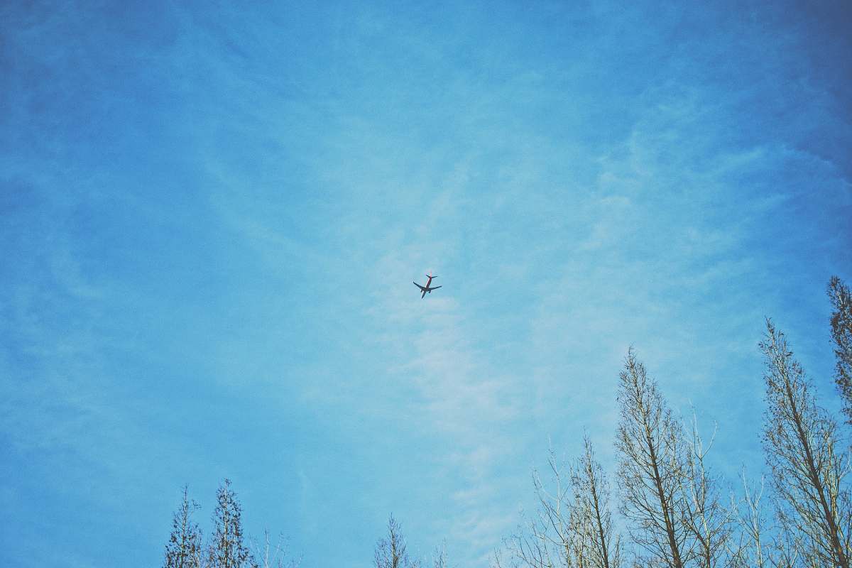 animal biplane bird