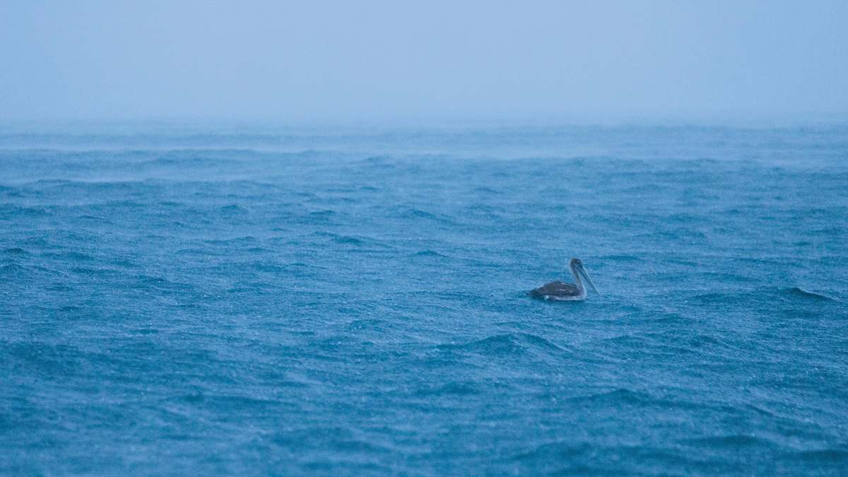 animal bird in the middle of rainy water costa rica