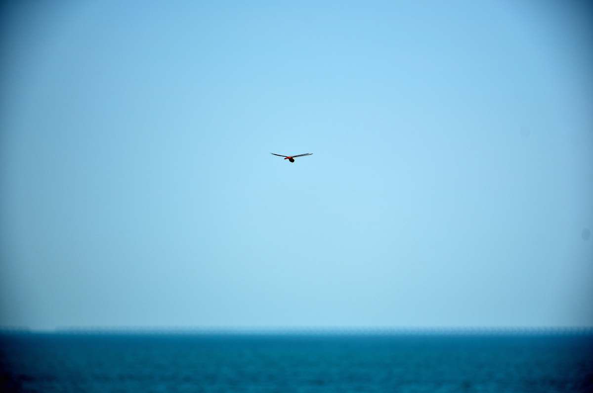 animal bird on flight bird