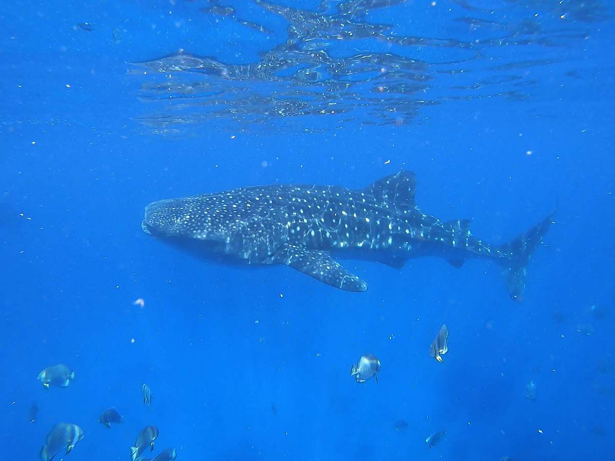 shark black and gray whale near school of fish fish
