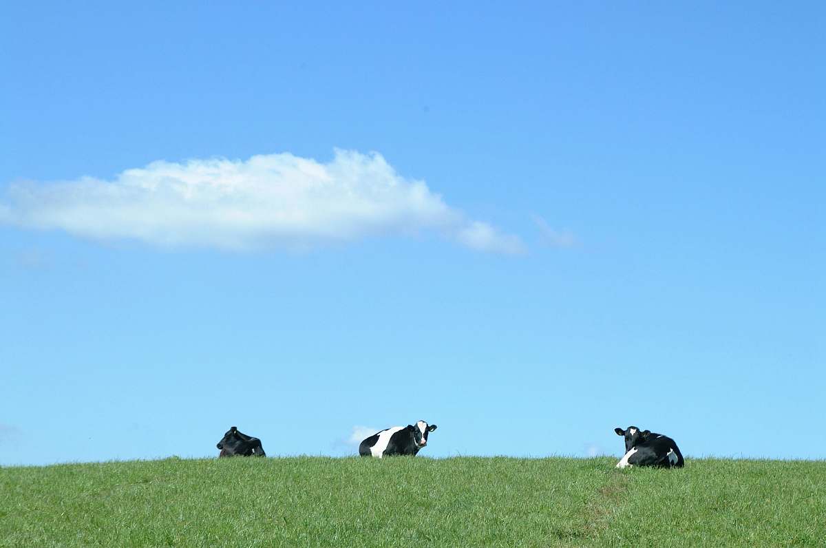 field black and white cows on green grass grass