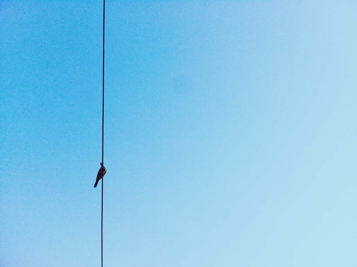 sky black bird on wire under clear sky bird
