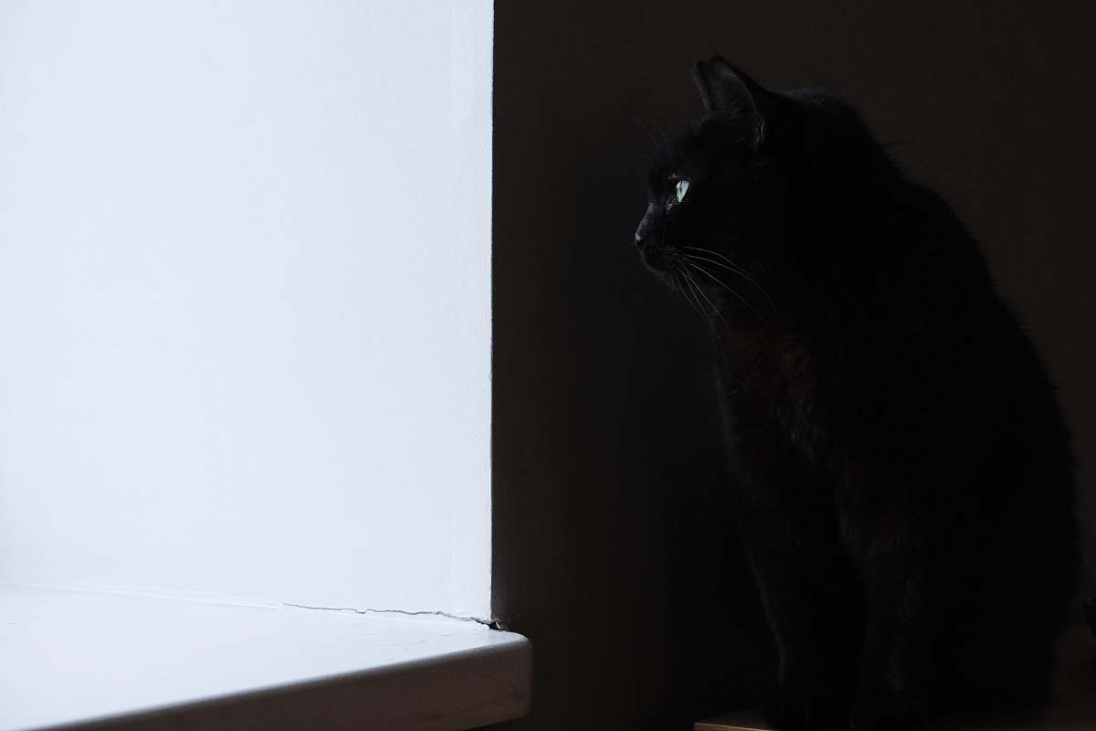 animal black cat cat