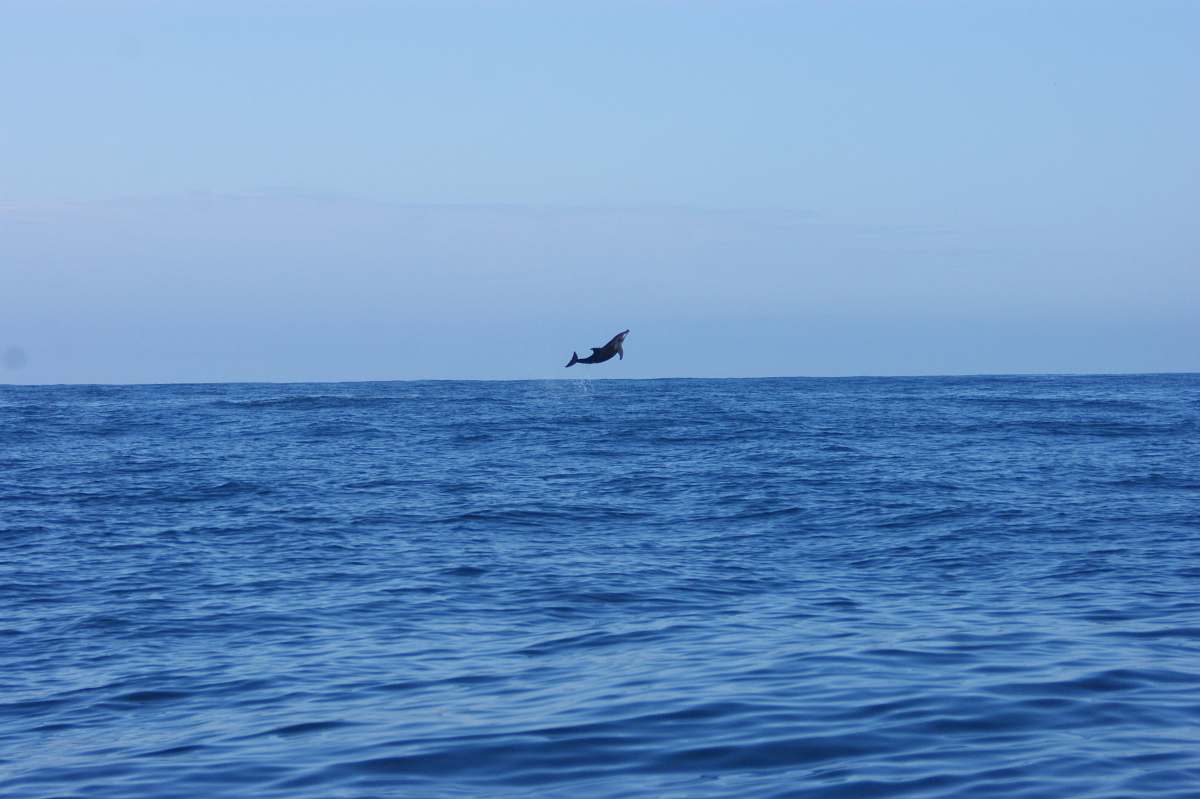 animal black dolphin leaps over the water bird