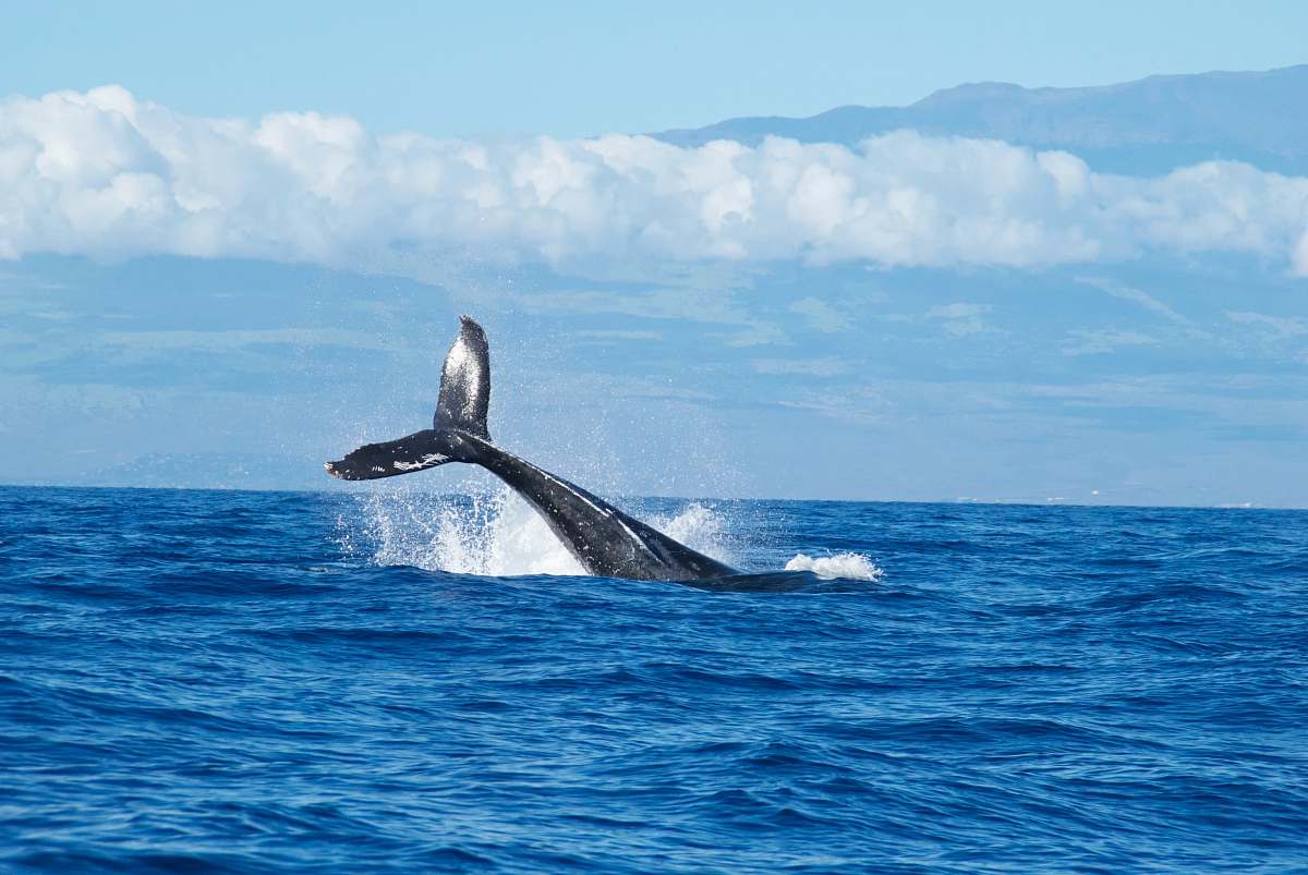 whale black fish dove into ocean at daytime mammal
