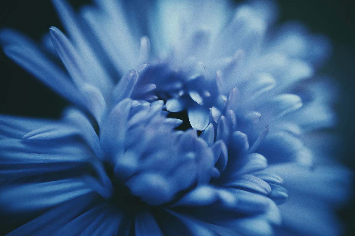 plant blooming blue daisy flower flower