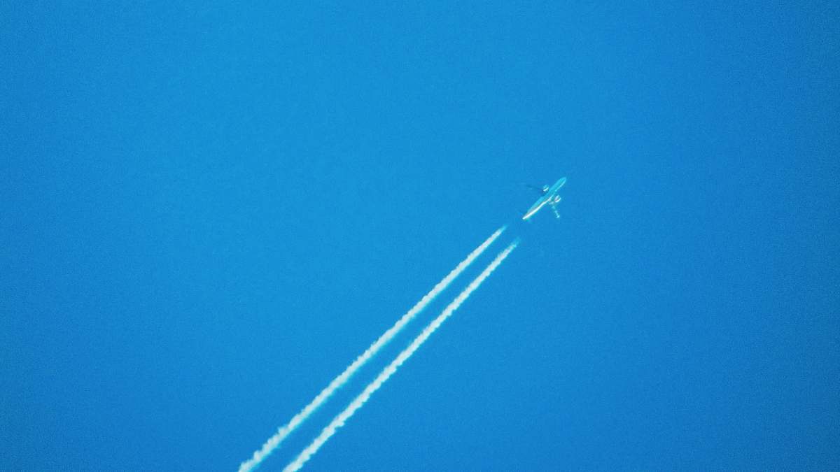 animal blue and white plane bird