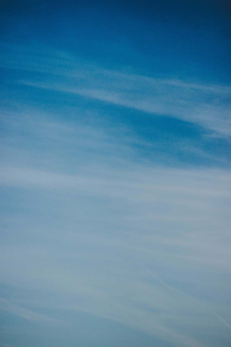 flying blue and white sky bird