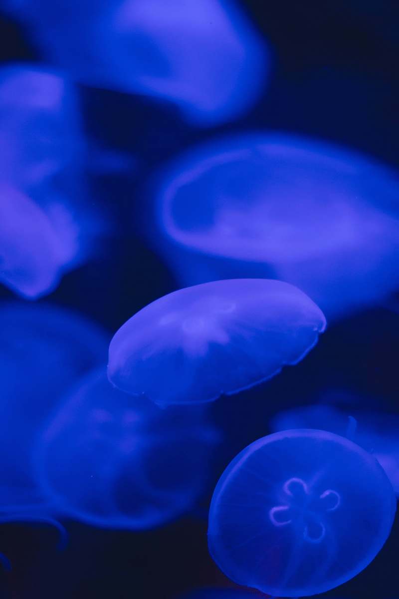 animal blue jelly fish fish