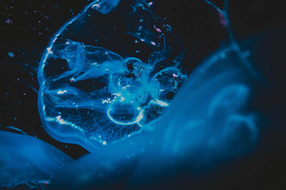 water blue jelly fish jellyfish