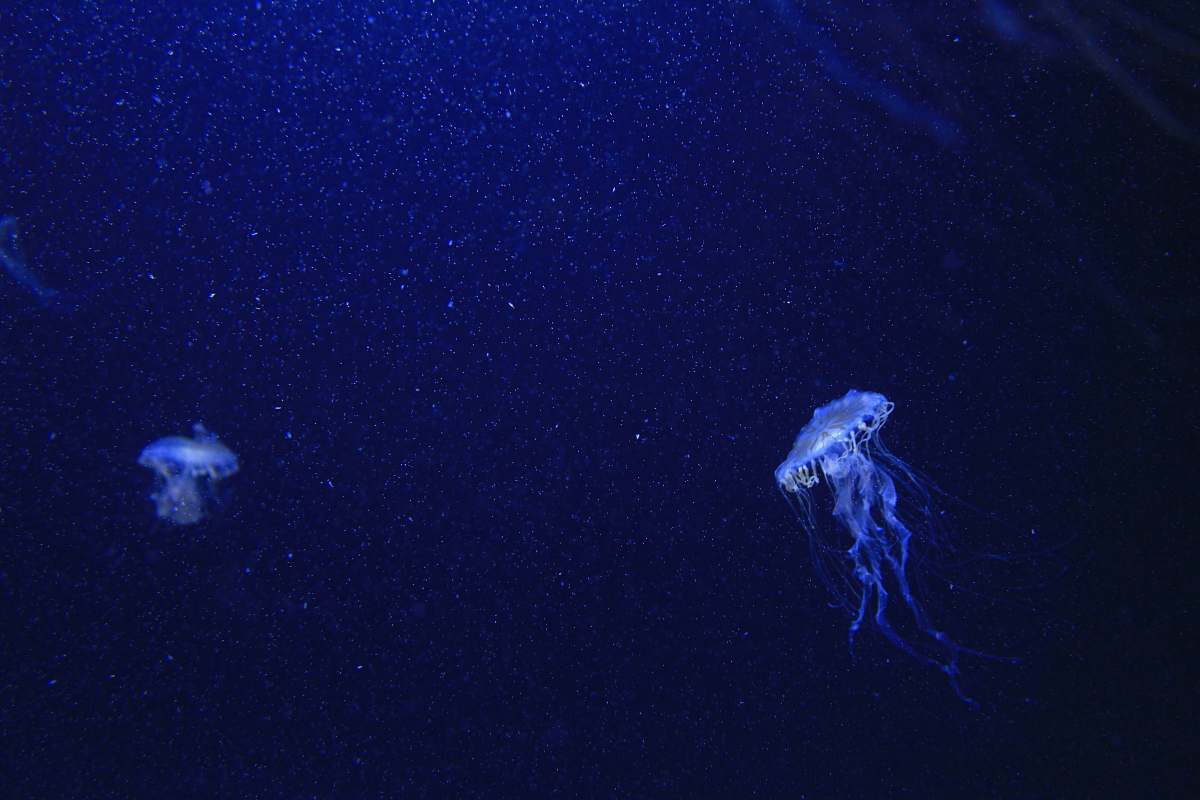 invertebrate blue jelly fishes jellyfish