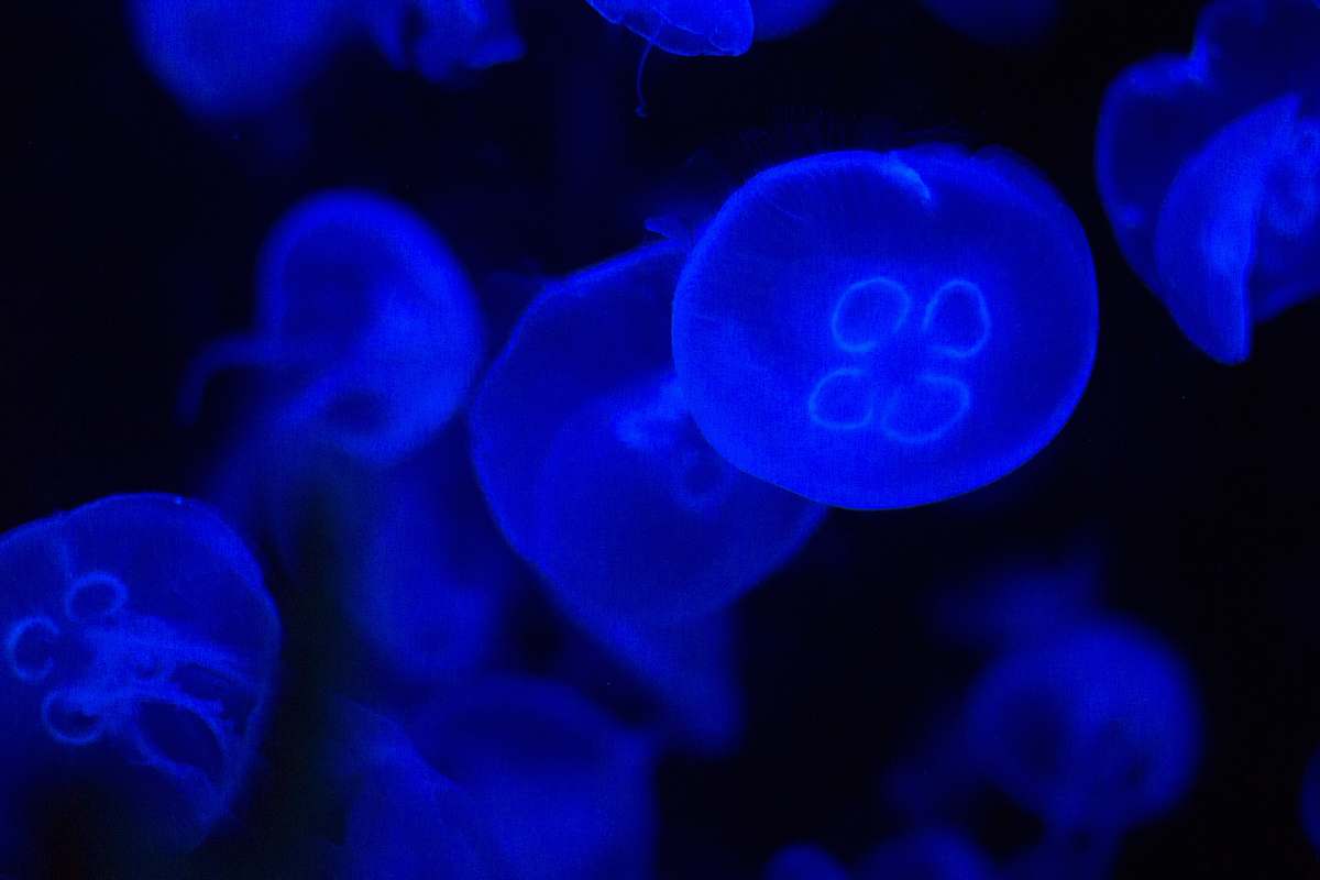 jellyfish blue jellyfish animal