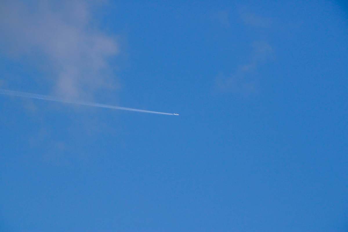 animal blue sky bird